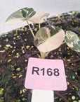 Alocasia reginula 'Black Velvet variegata' - Bare Bottom Baby