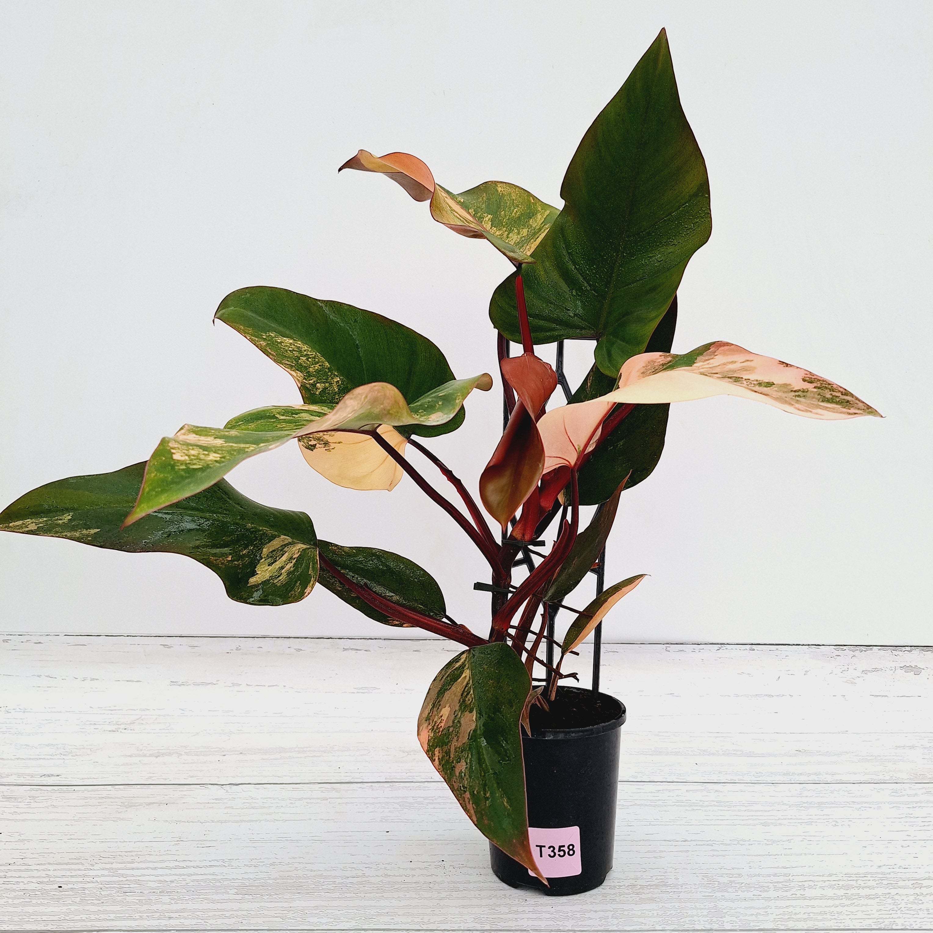 Philodendron erubescens Strawberry Shake