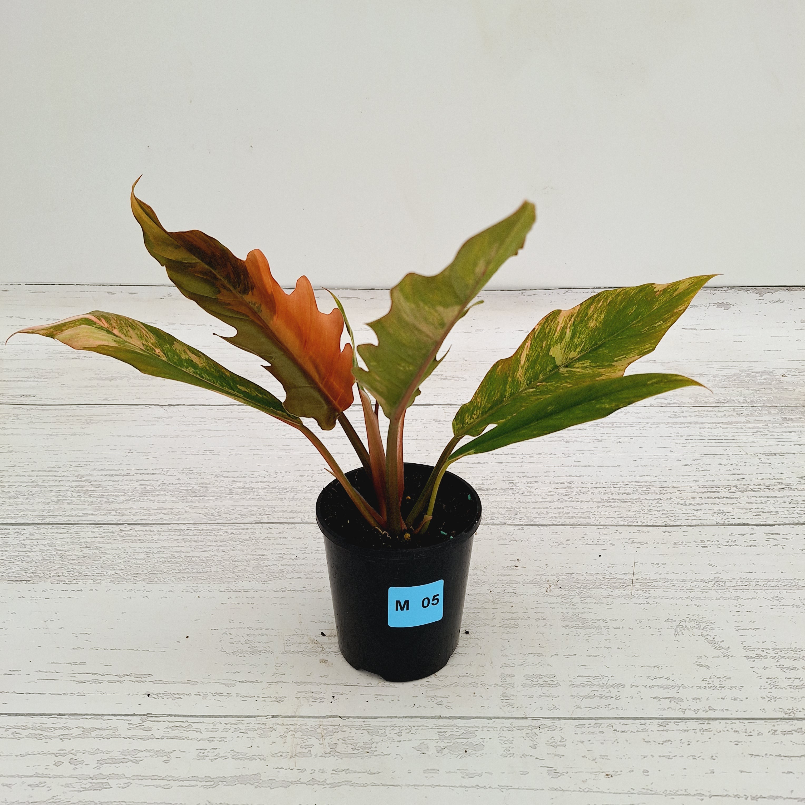 Philodendron serratum Caramel Marble