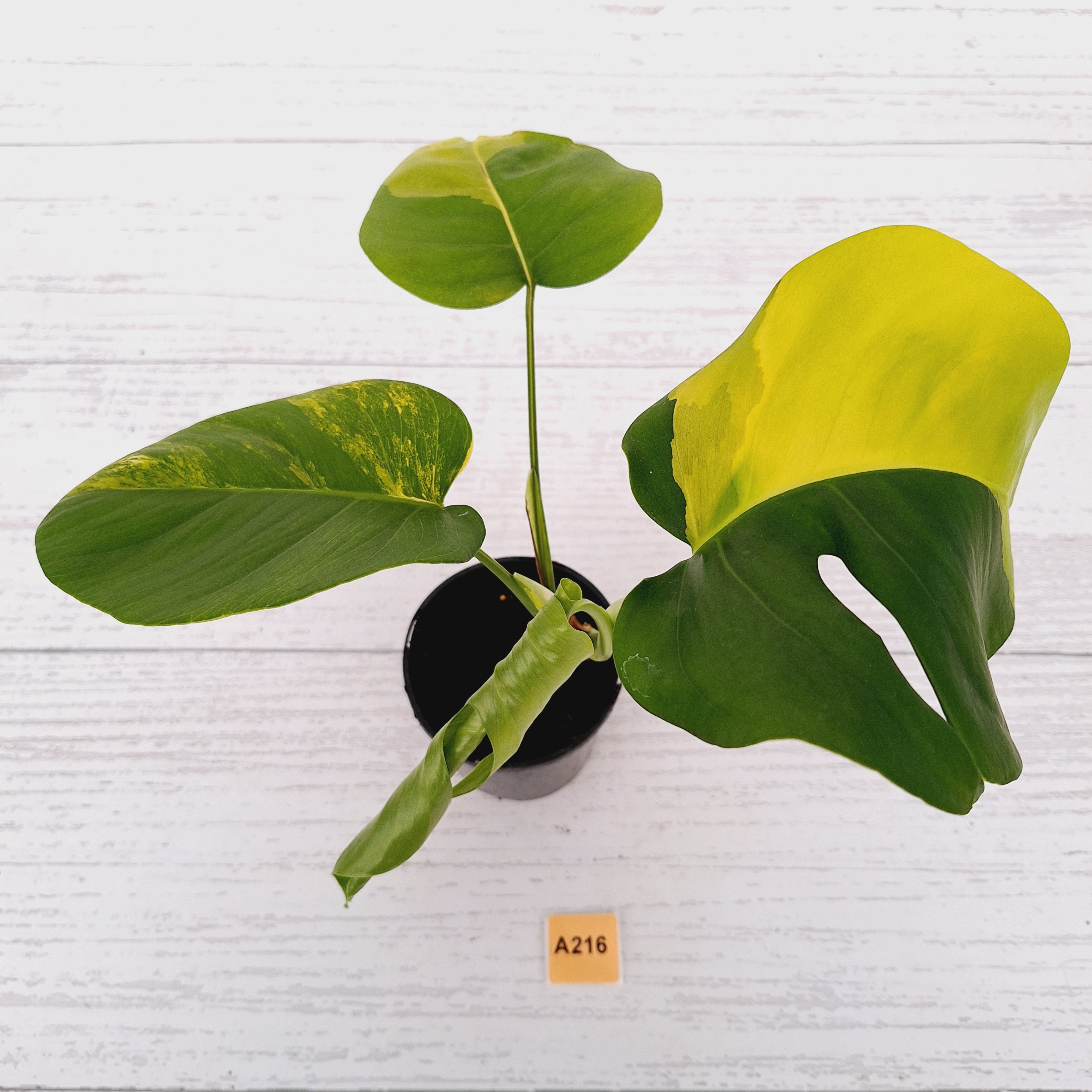 Monstera borsigiana &#39;Aurea&#39;