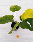 Monstera borsigiana 'Aurea'
