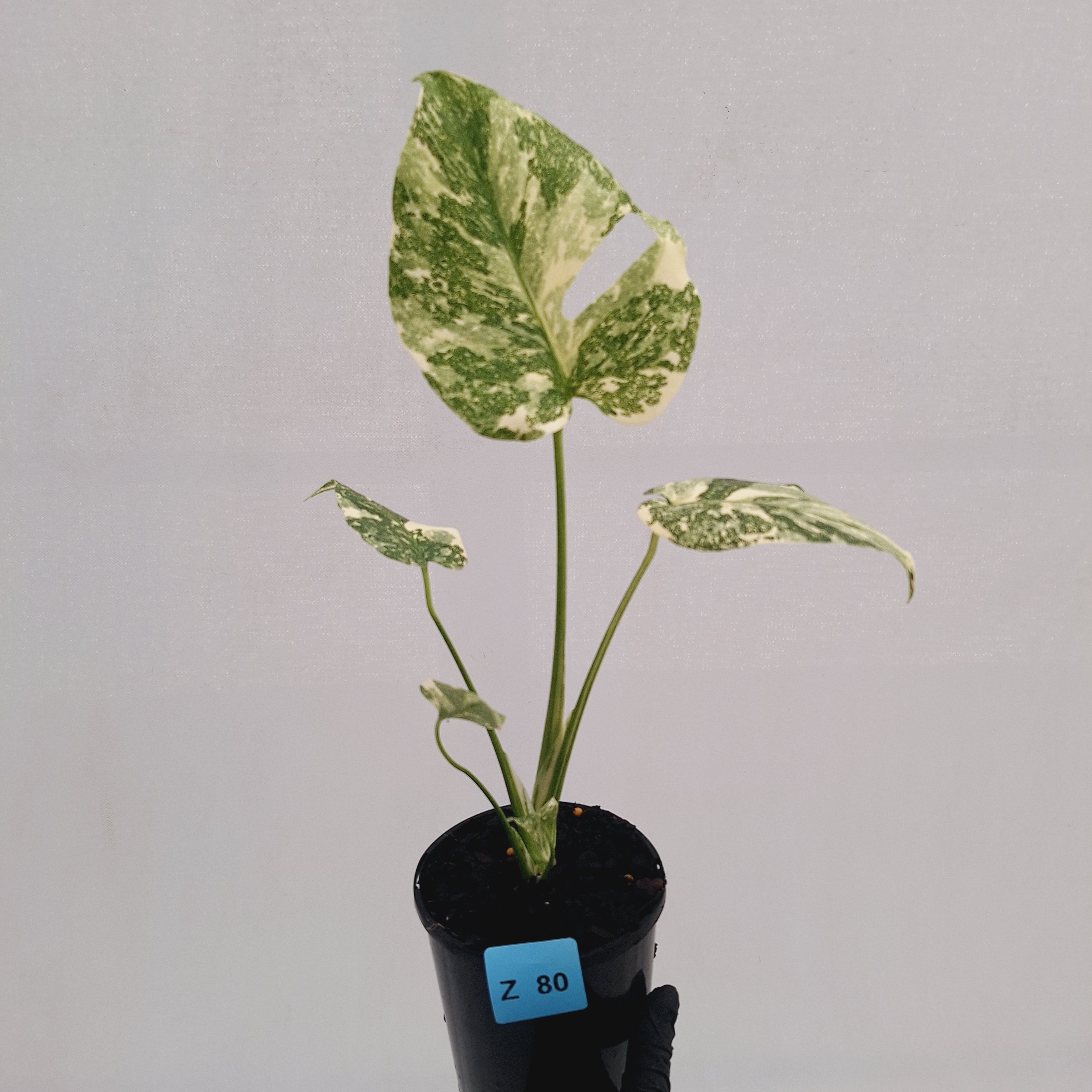 Monstera deliciosa Thai Constellation