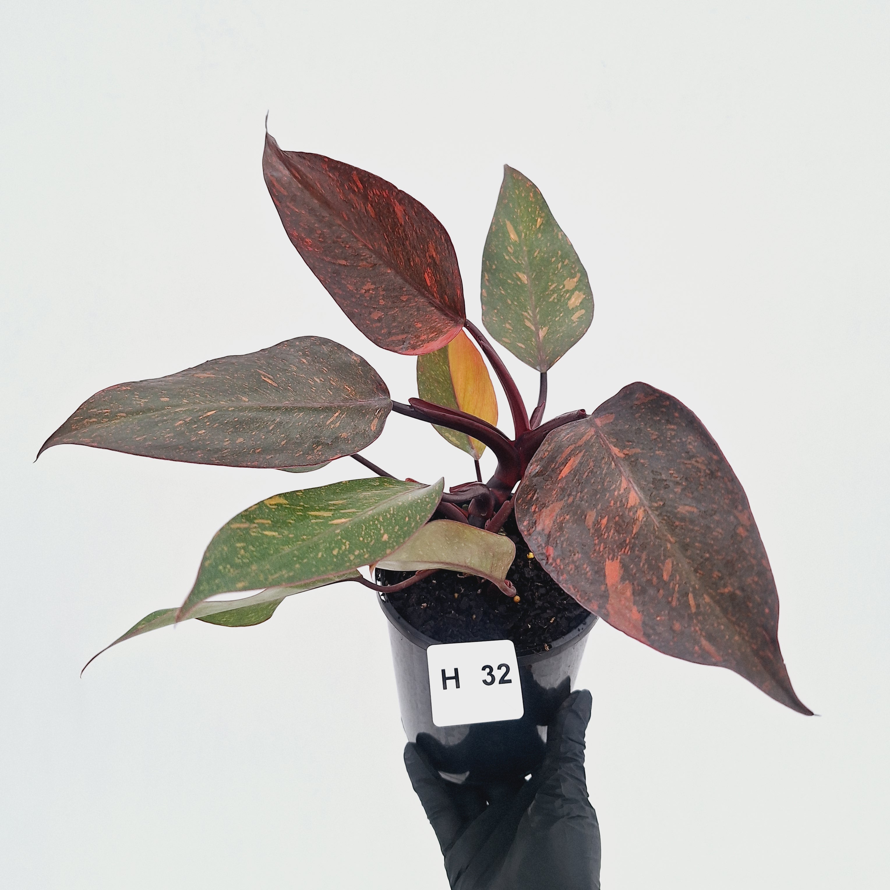 Philodendron 'Orange Princess' - FLASH SALE