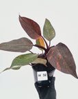 Philodendron 'Orange Princess' - FLASH SALE