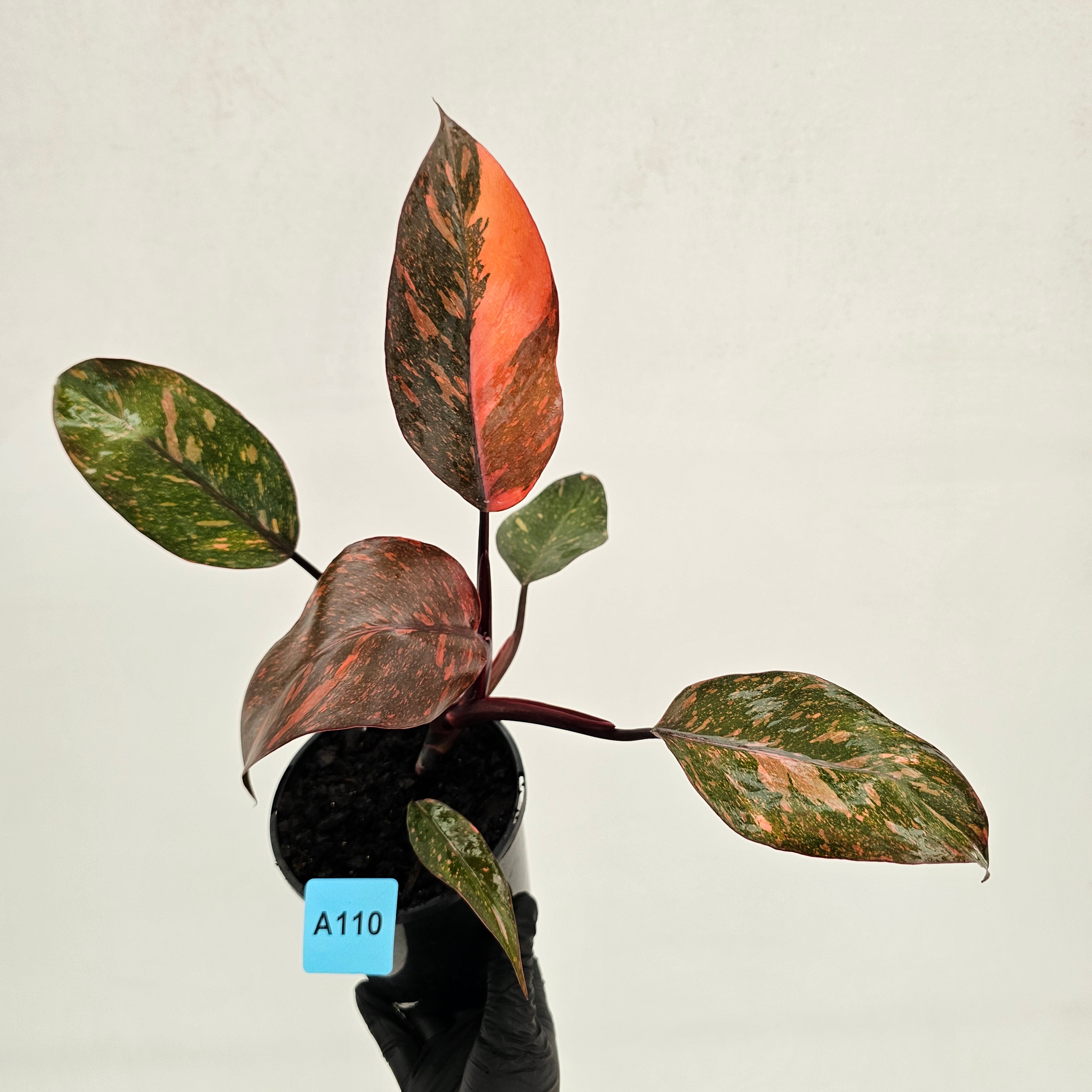 Philodendron 'Orange Princess'