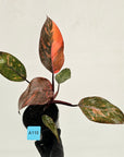 Philodendron 'Orange Princess'