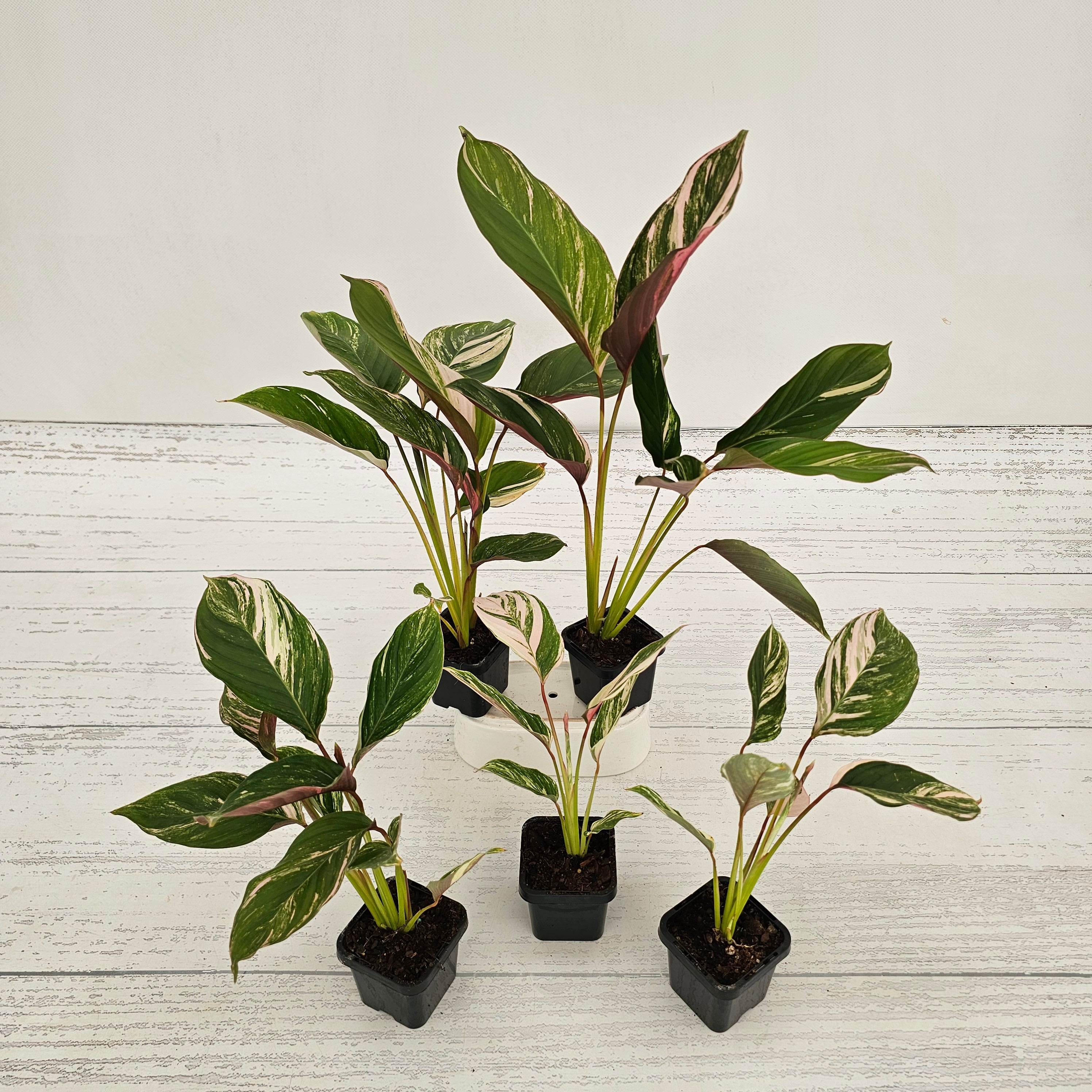 Calathea spp. Glaza