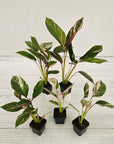 Calathea spp. Glaza