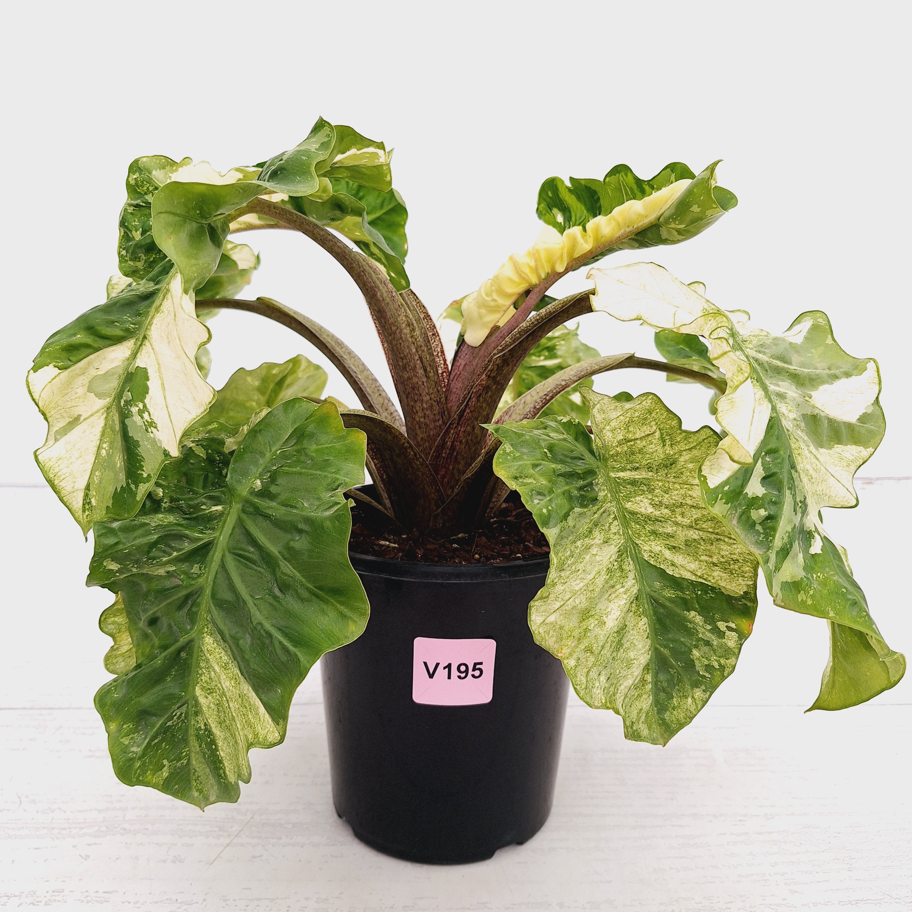 Alocasia odora x portei Low Rider Variegata - SALE