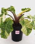 Alocasia odora x portei Low Rider Variegata - SALE