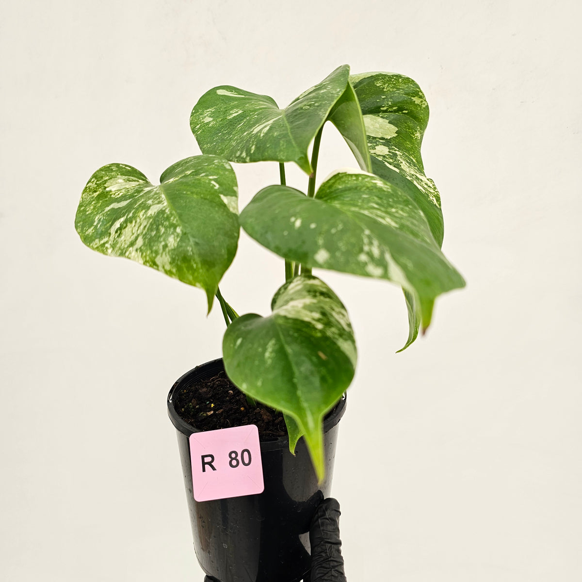 Monstera borsigiana 'Albo'