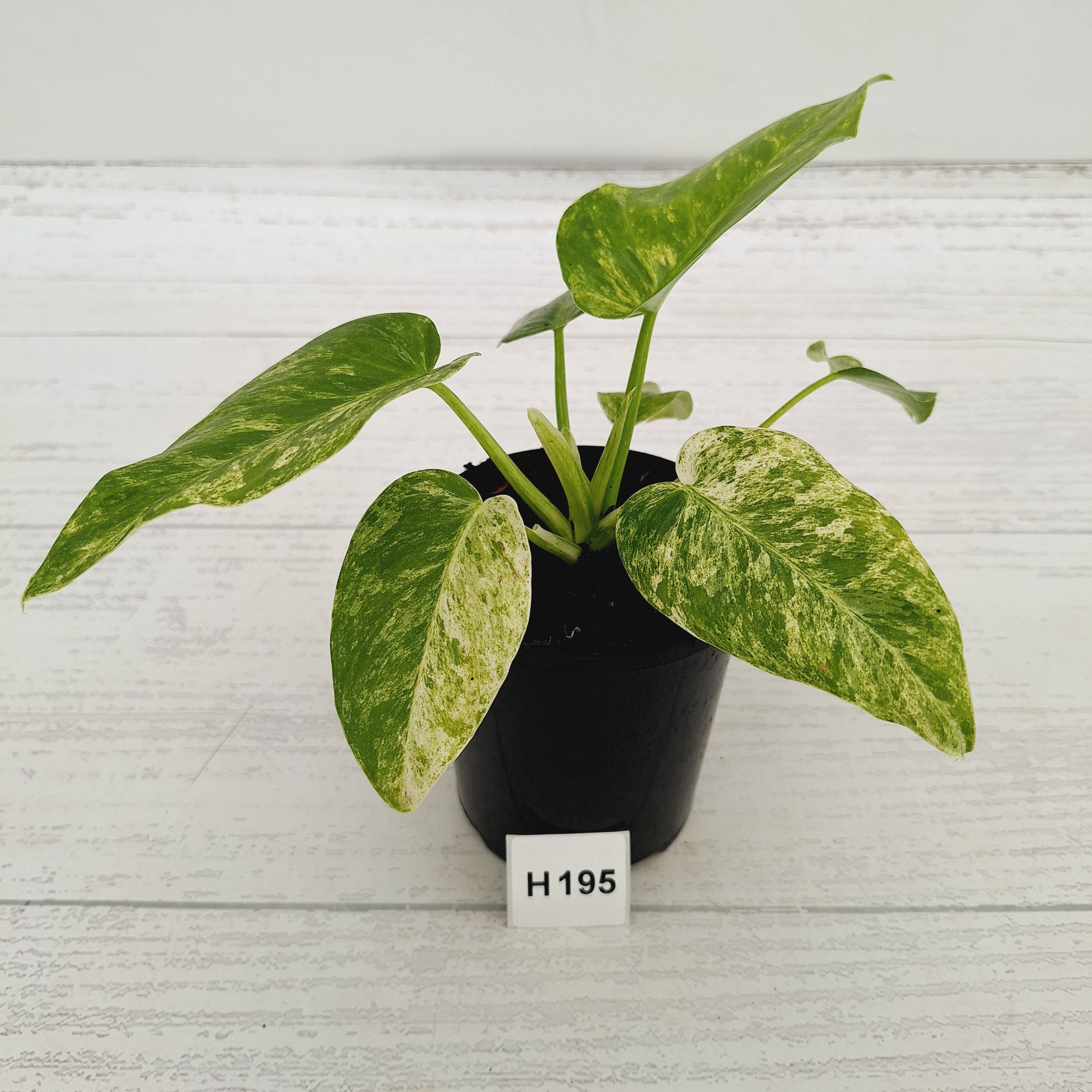Philodendron giganteum Blizzard - SALE