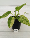 Philodendron giganteum Blizzard - SALE