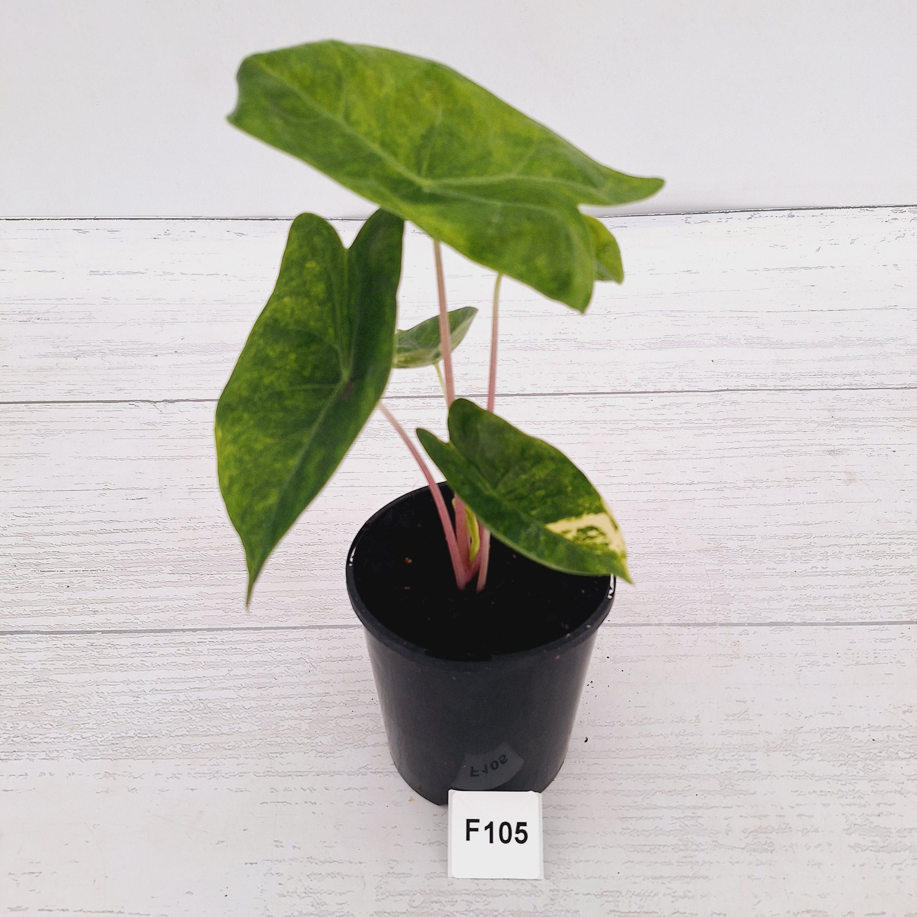 Alocasia 'Morocco' Variegated - SALE