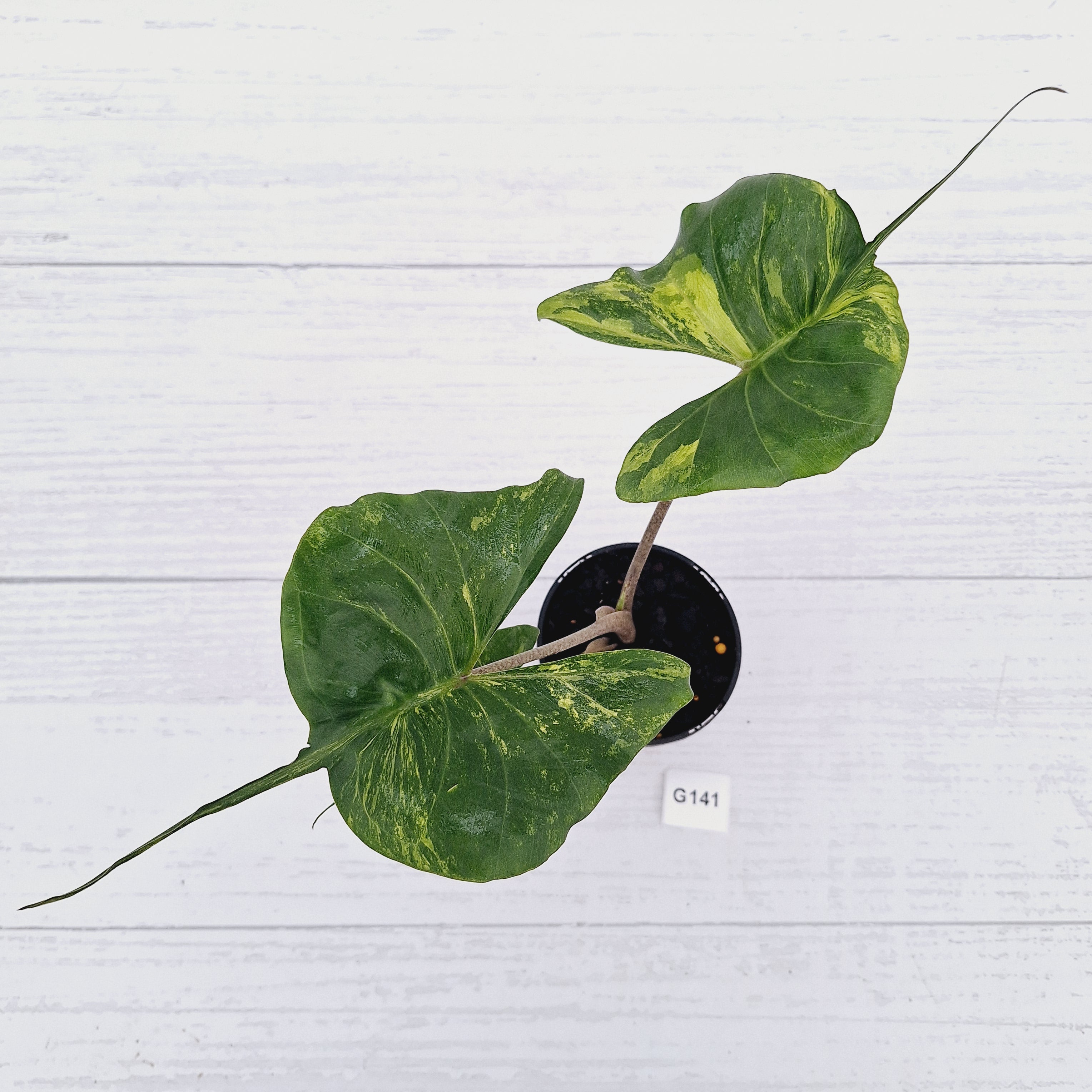 Alocasia macrorrhizos 'Stingray Aurea' Variegata