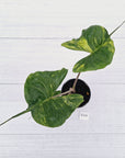 Alocasia macrorrhizos 'Stingray Aurea' Variegata