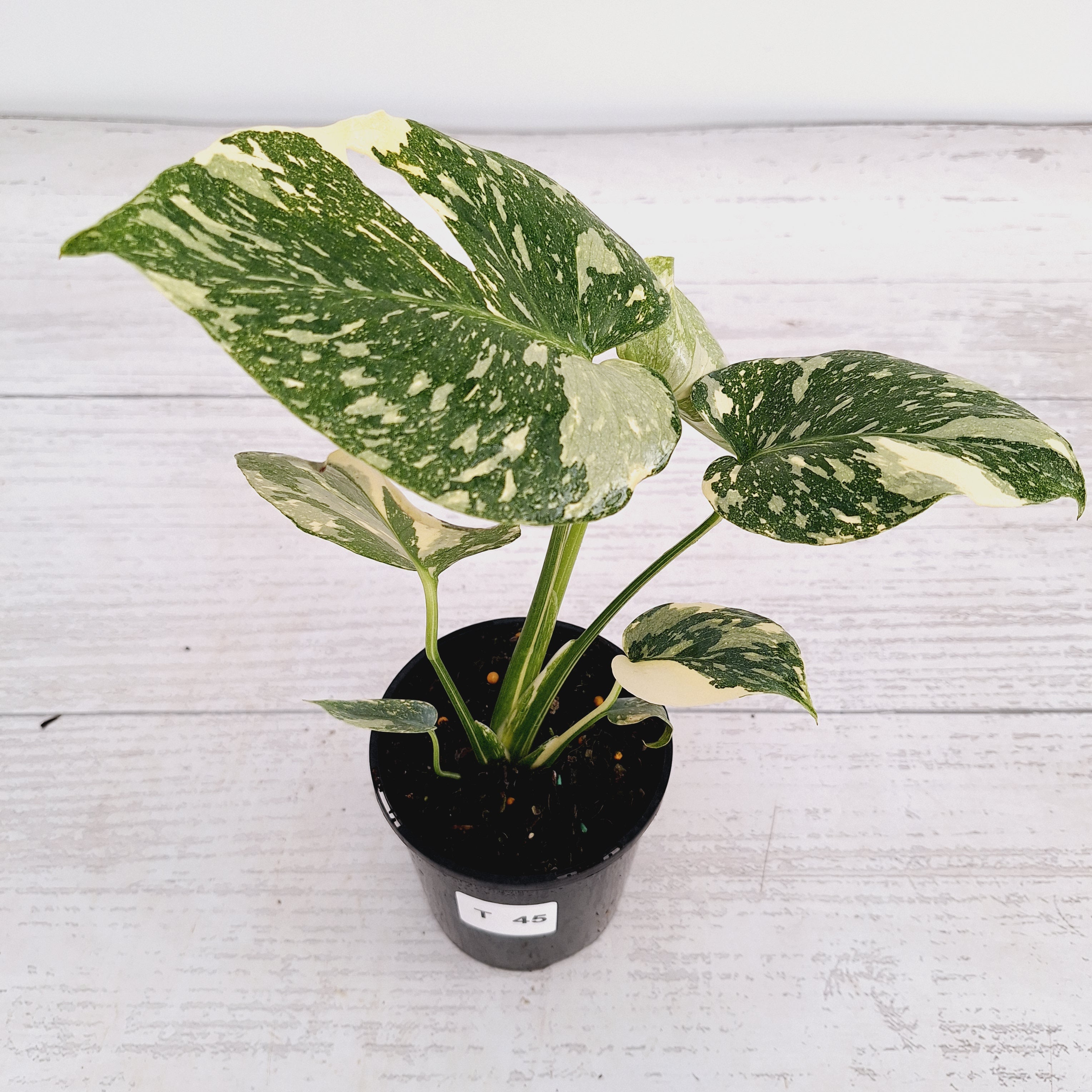 Monstera deliciosa Thai Constellation Sports