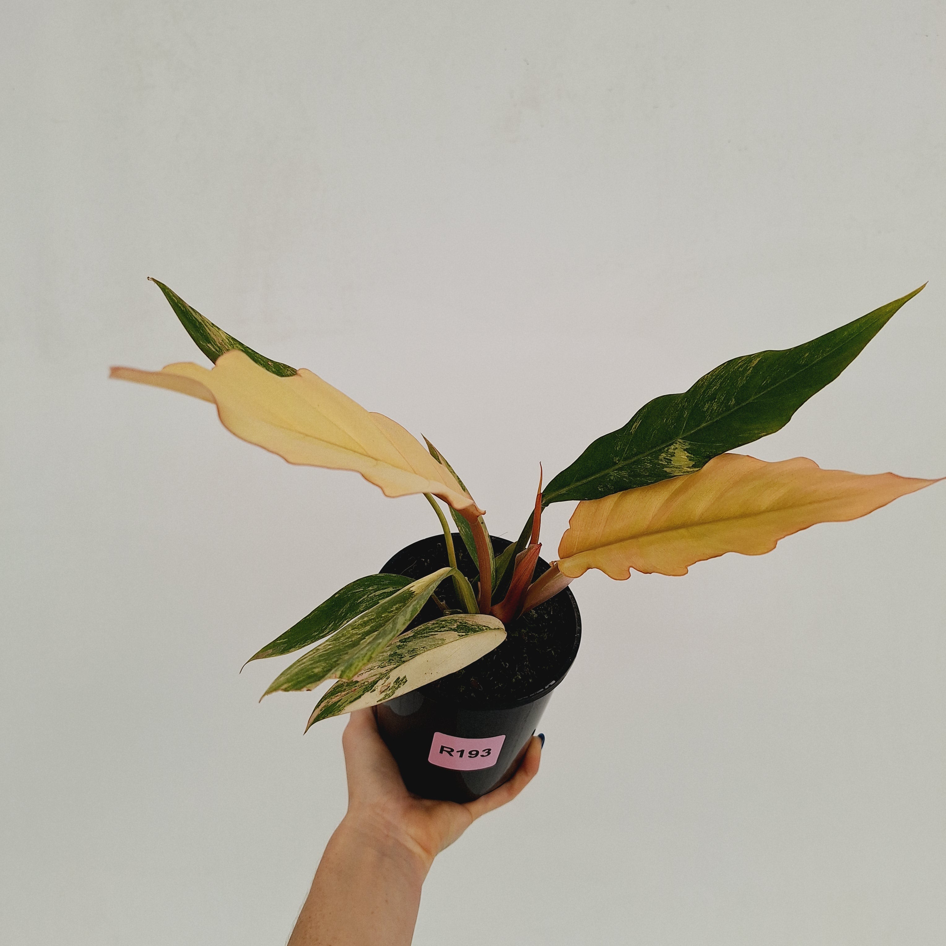 Philodendron serratum 'Caramel Marble'