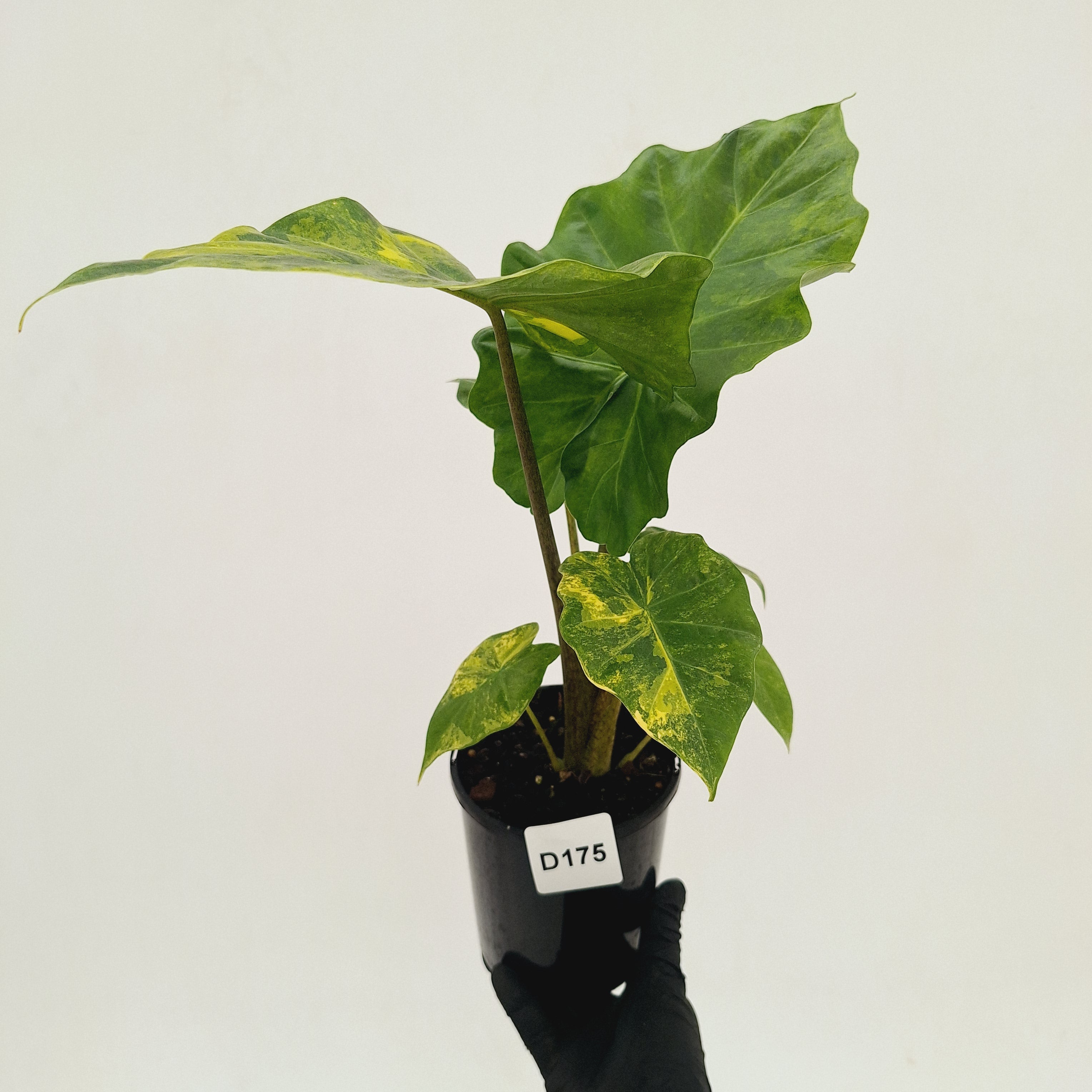 Alocasia Portora Variegata - SALE