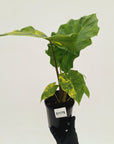 Alocasia Portora Variegata - SALE