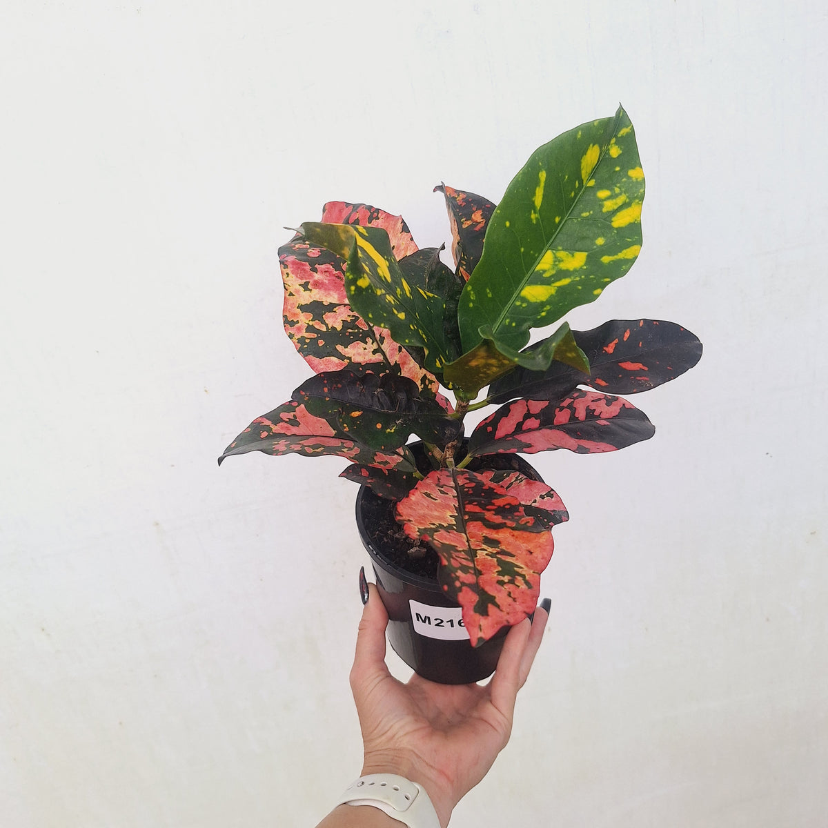 Codiaeum variegatum Croton Magnificent