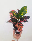 Codiaeum variegatum Croton Magnificent