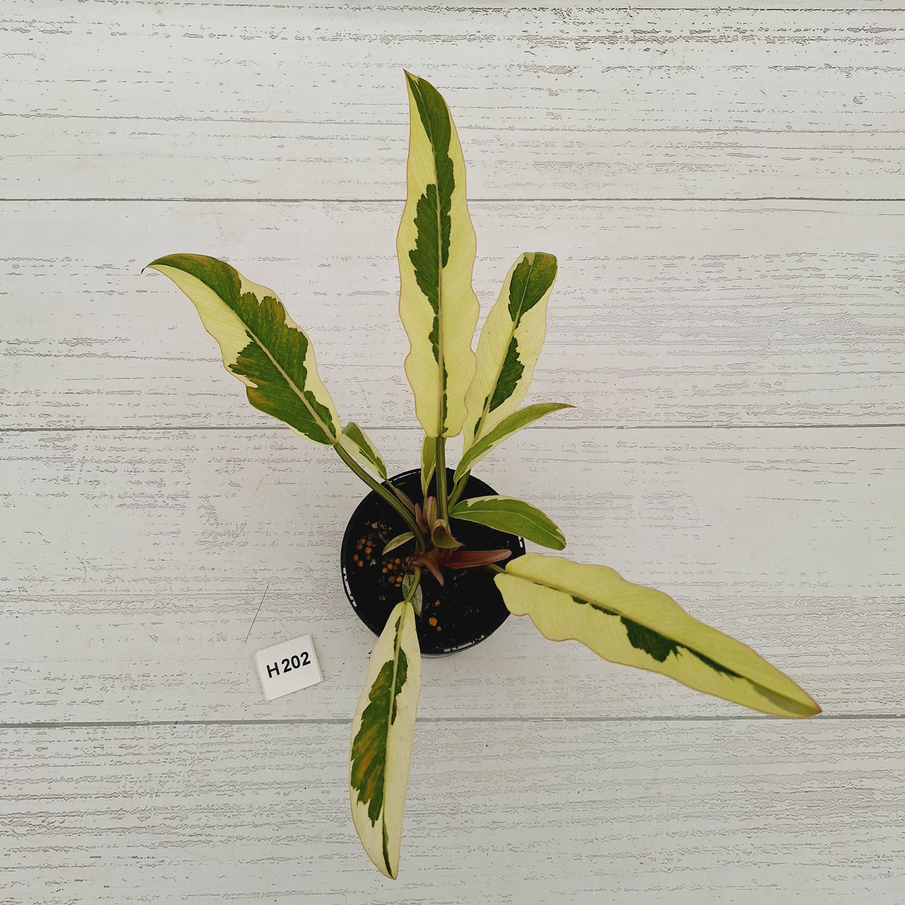 Philodendron serratum Caramel Marble Albo