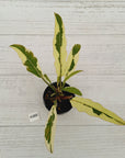 Philodendron serratum Caramel Marble Albo