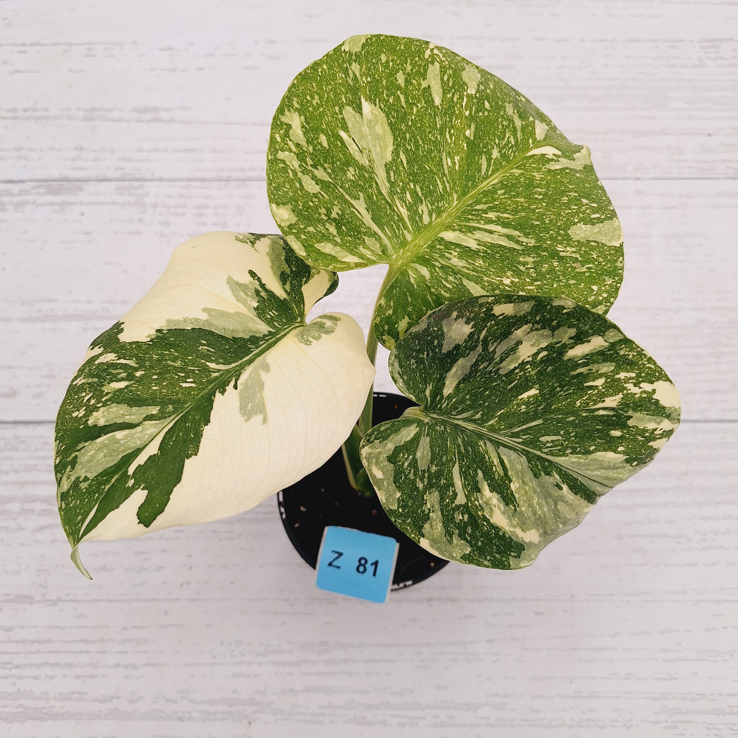 Monstera deliciosa Thai Constellation