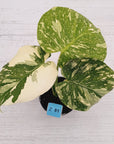 Monstera deliciosa Thai Constellation