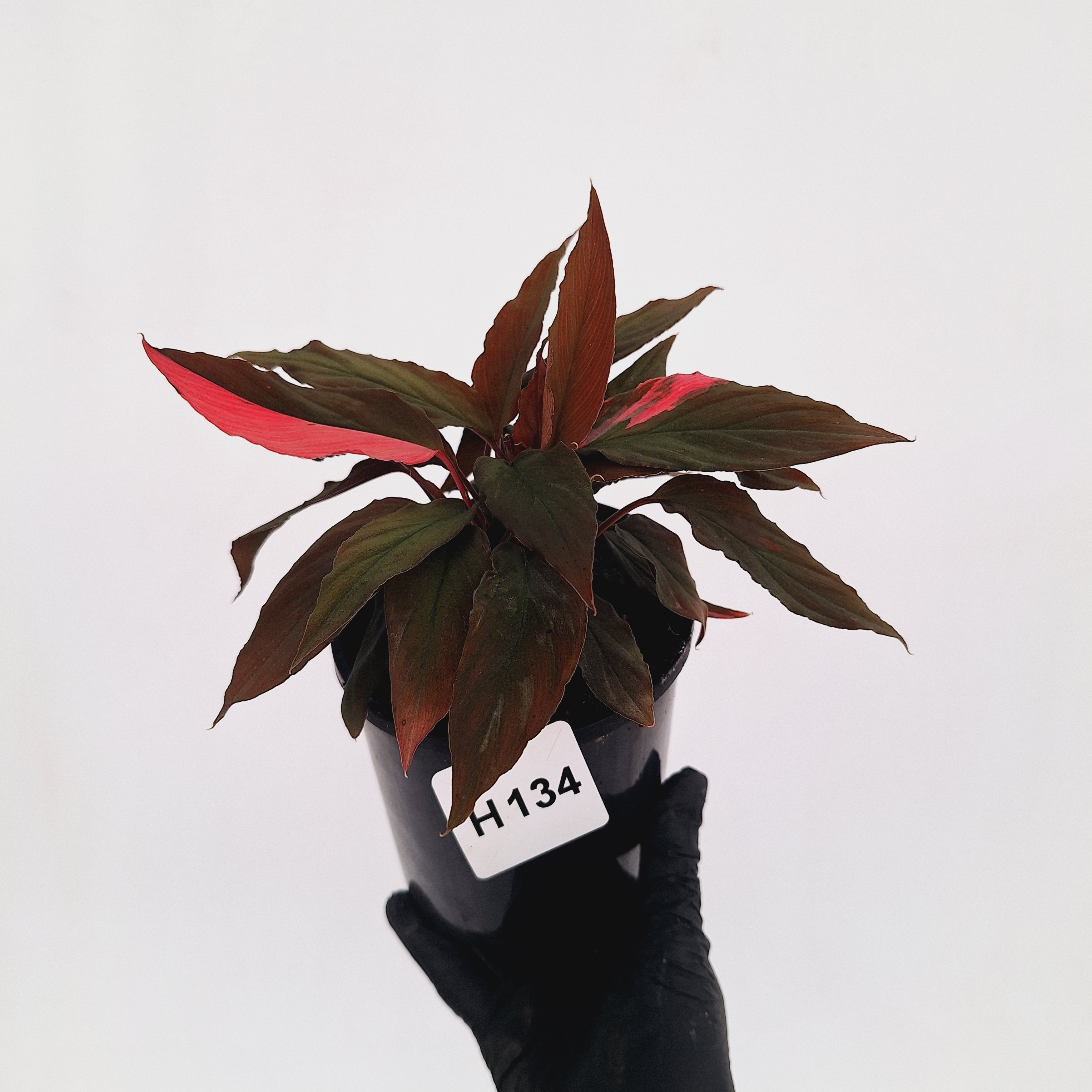 Homalomena Humilis Jungle Satin Variegata