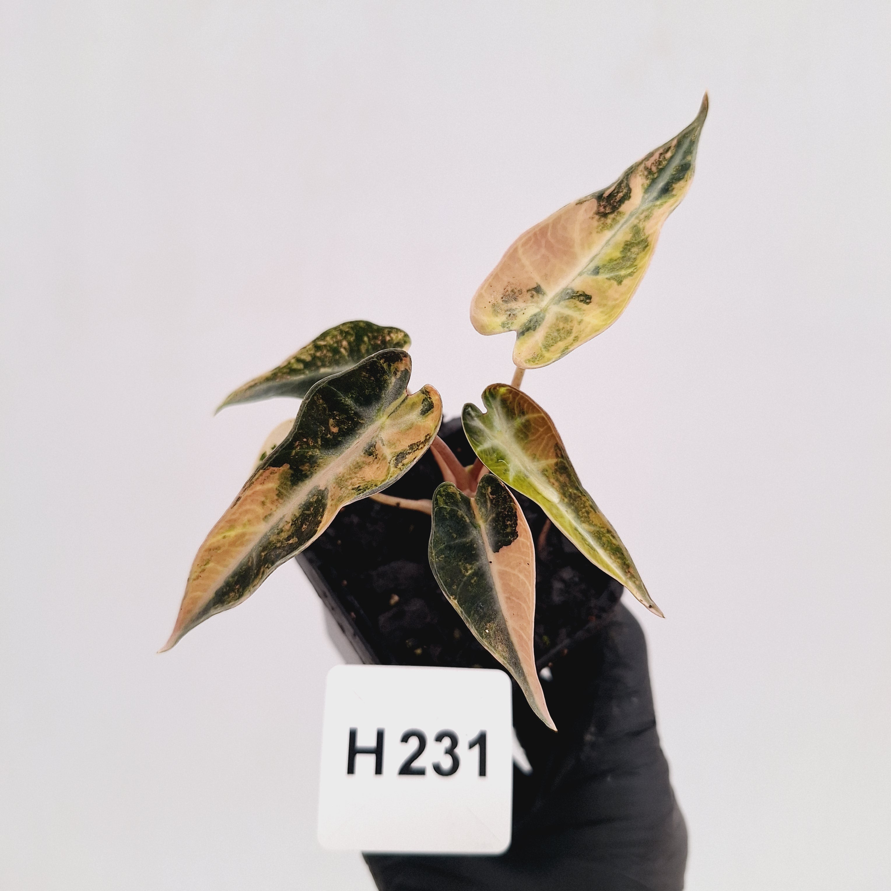 Alocasia Amazonica  bambino Variegata