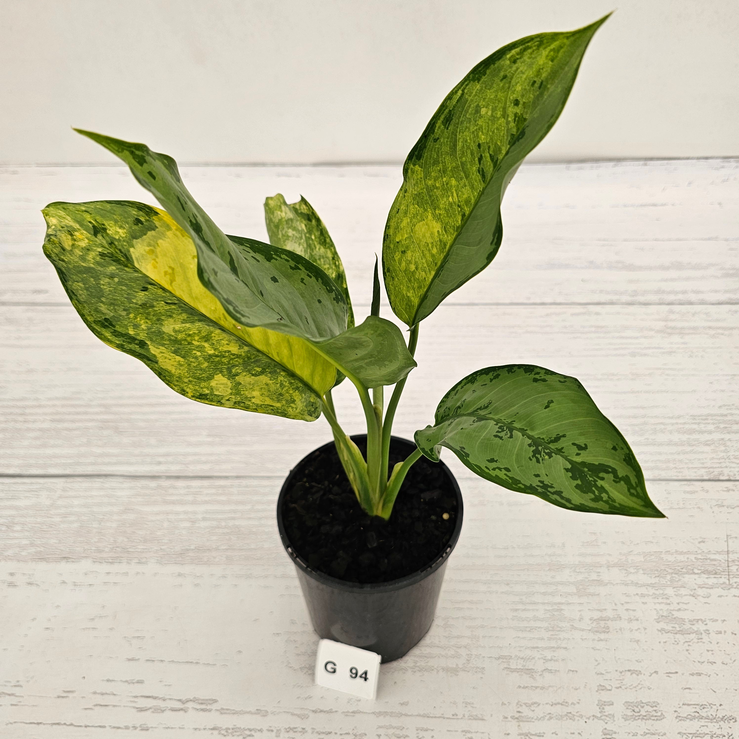 Aglaonema commutatum BJ Freeman Variegata