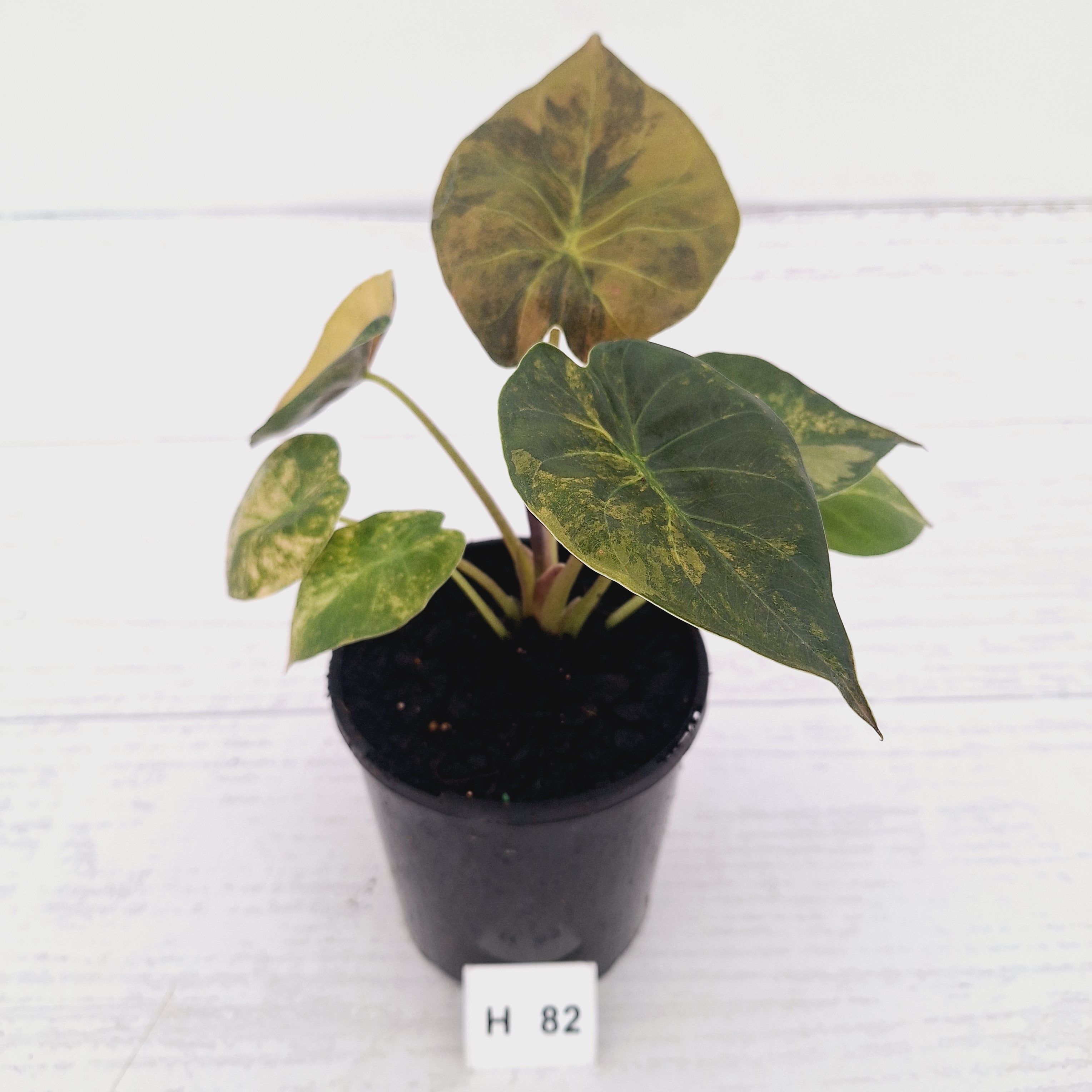 Alocasia ‘wentii’ Variegated