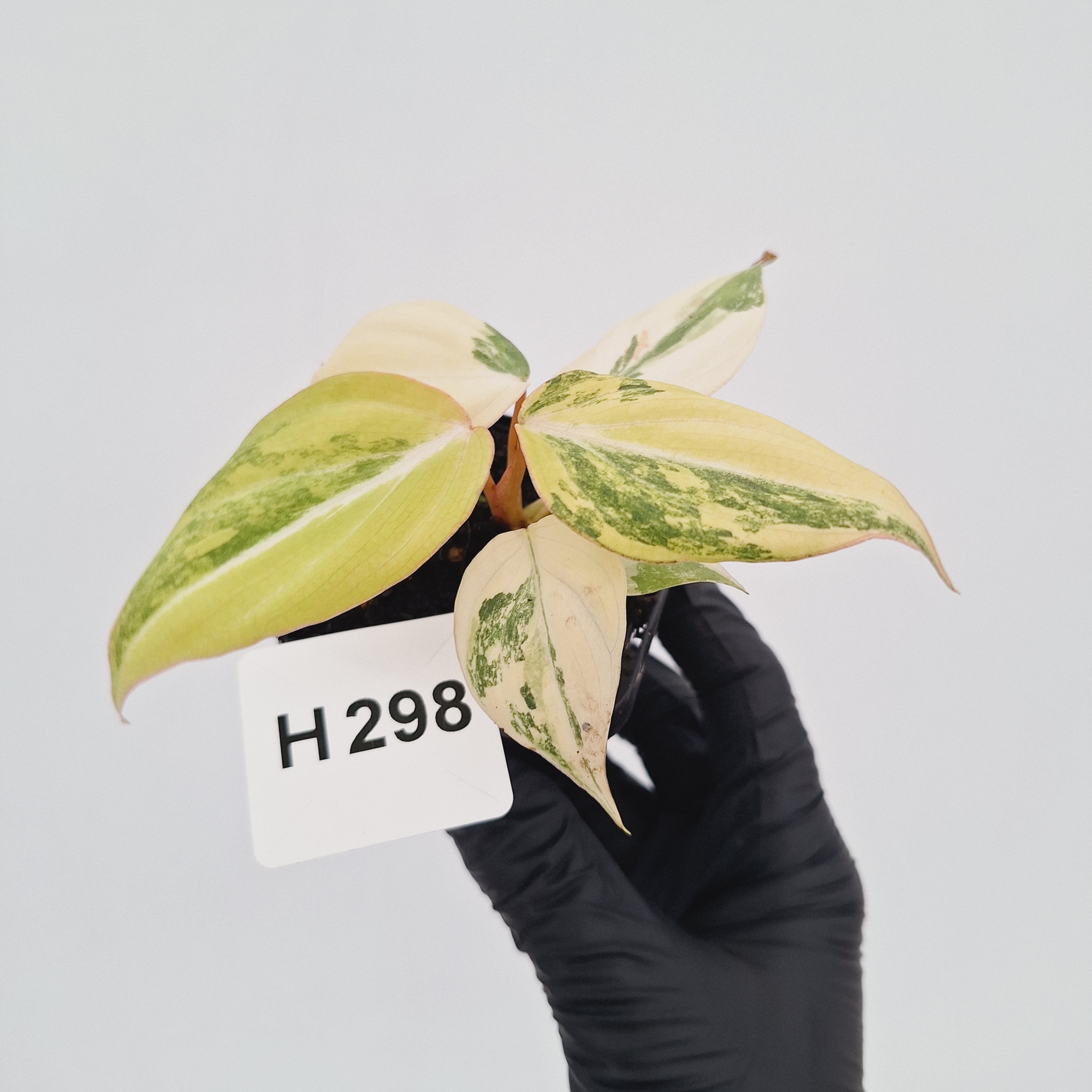 Philodendron gloriosum white vien variegata - SALE
