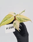 Philodendron gloriosum white vien variegata - SALE