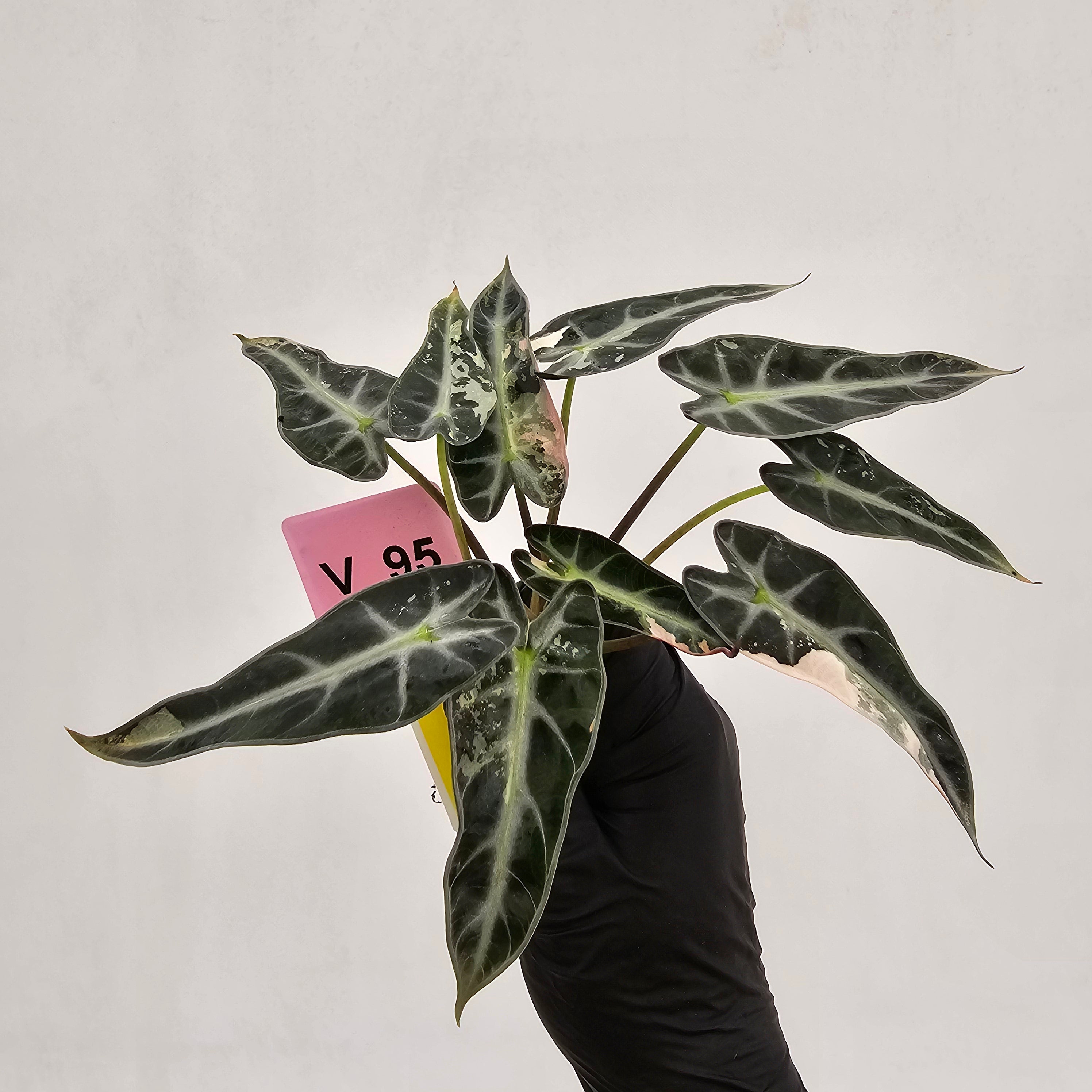 Alocasia Amazonica bambino Variegata - Bare Bottom Baby