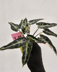 Alocasia Amazonica bambino Variegata - Bare Bottom Baby