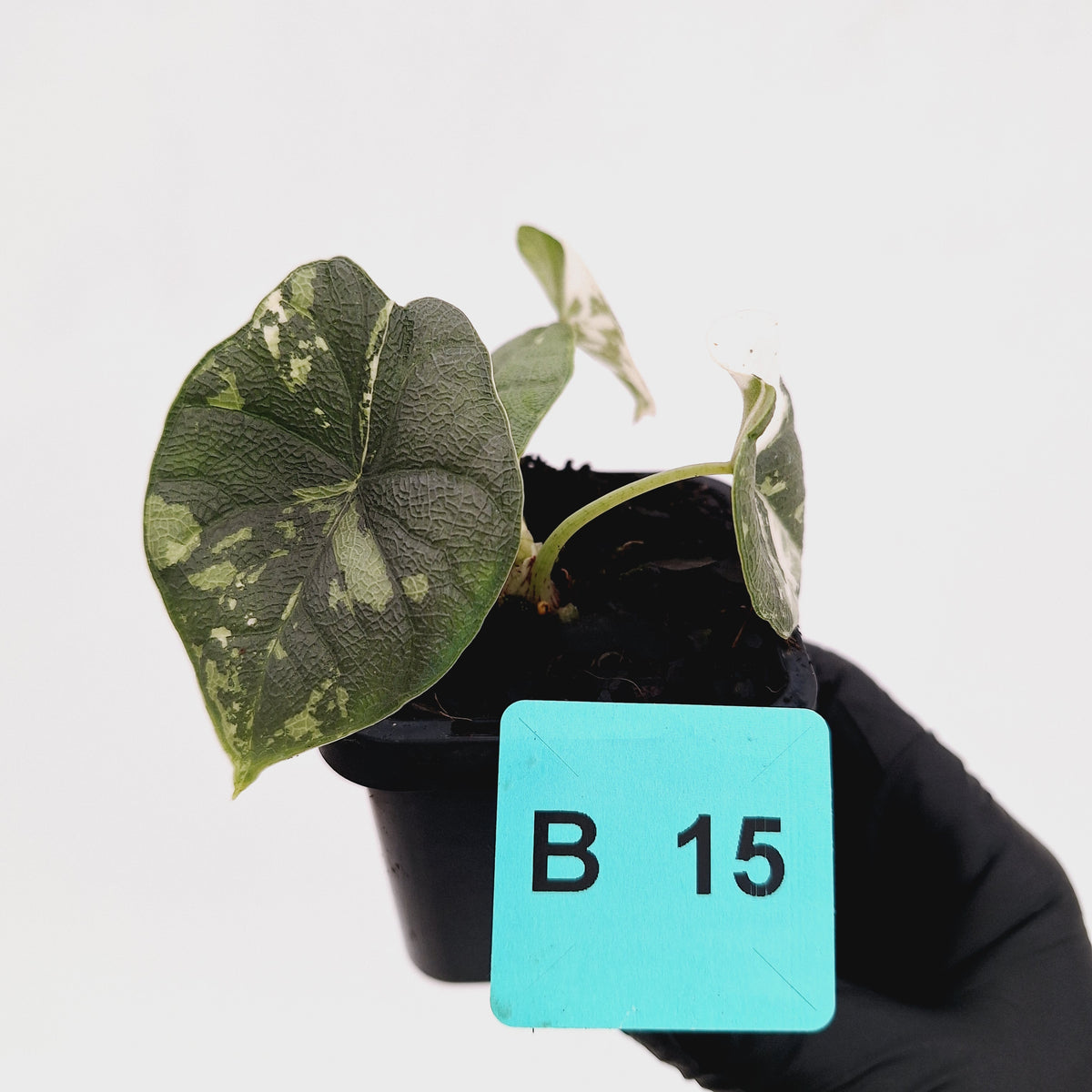 Alocasia melo 'Rhino Skin' Variegata - 70mm