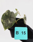 Alocasia melo 'Rhino Skin' Variegata - 70mm