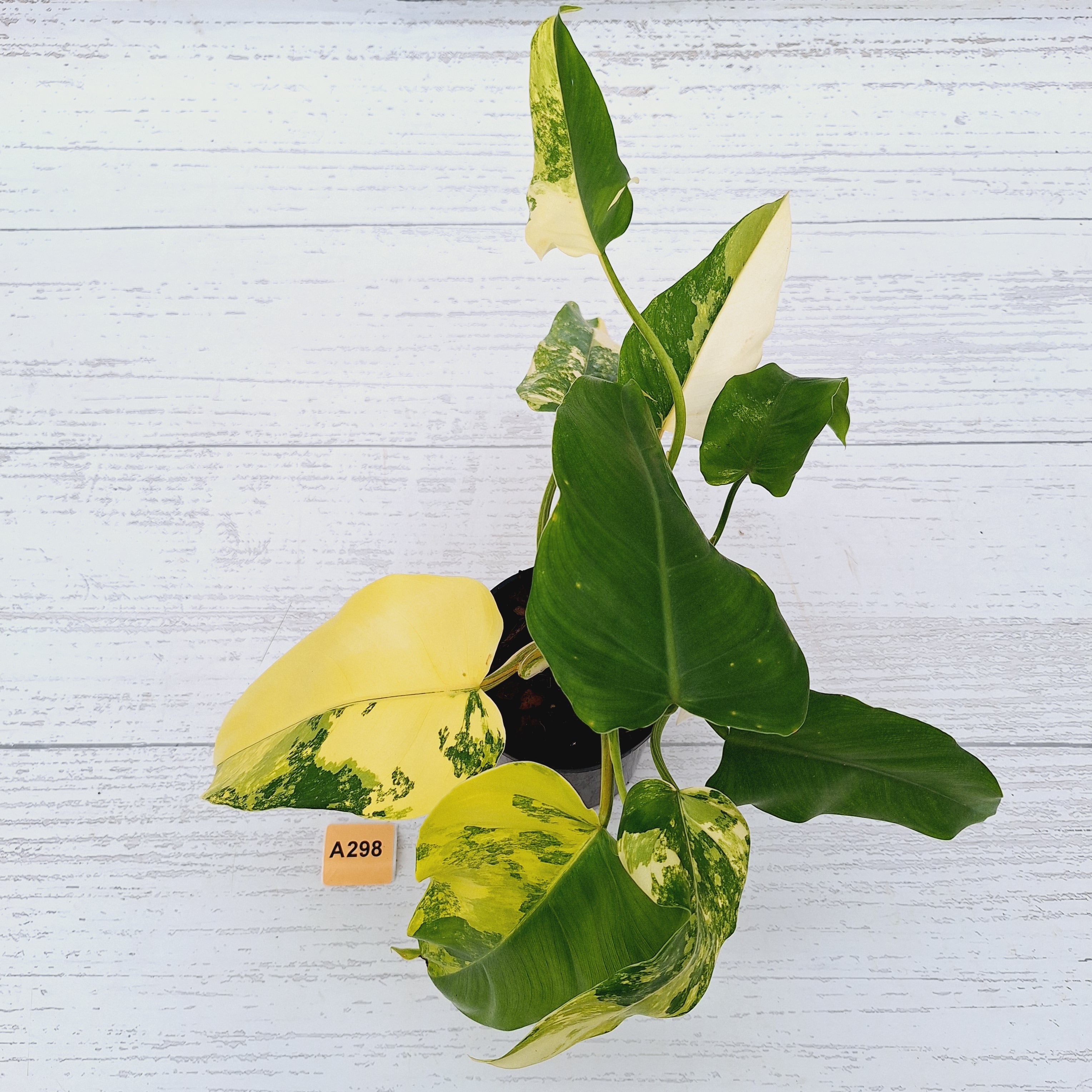 Philodendron domesticum variegata