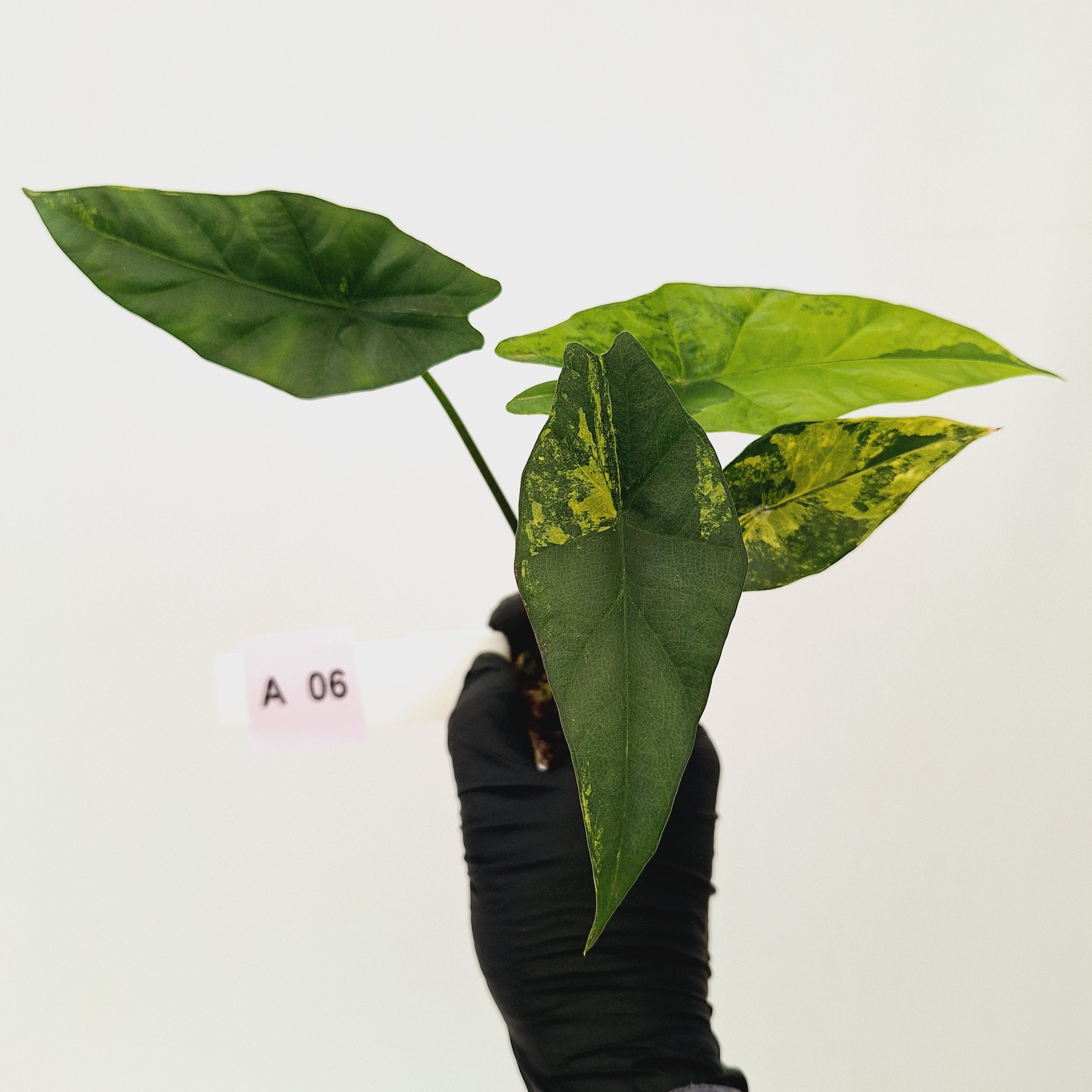 Alocasia ‘Simpo Aurea’ Variegata - Bare Bottom Baby