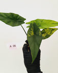 Alocasia ‘Simpo Aurea’ Variegata - Bare Bottom Baby