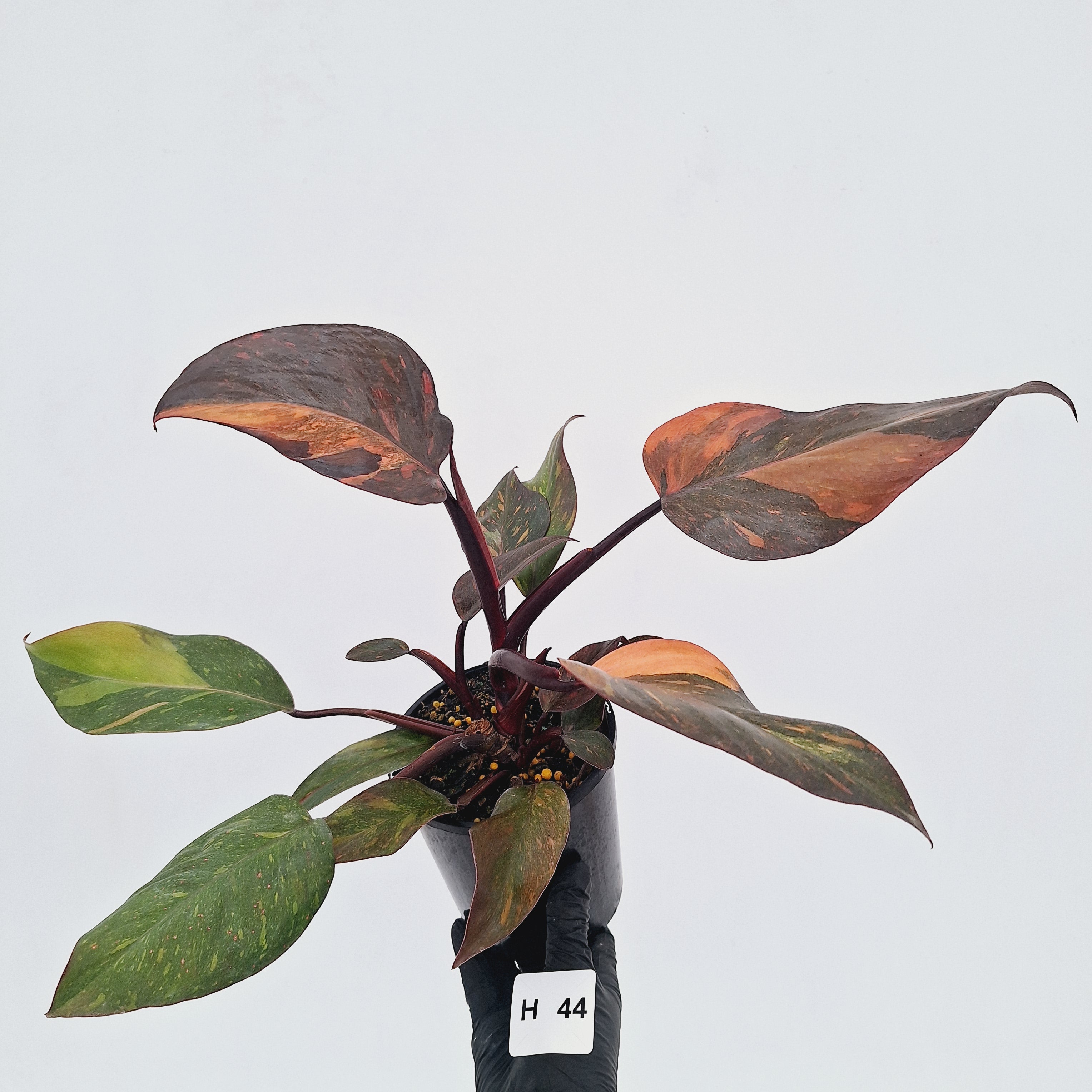Philodendron 'Orange Princess' - FLASH SALE