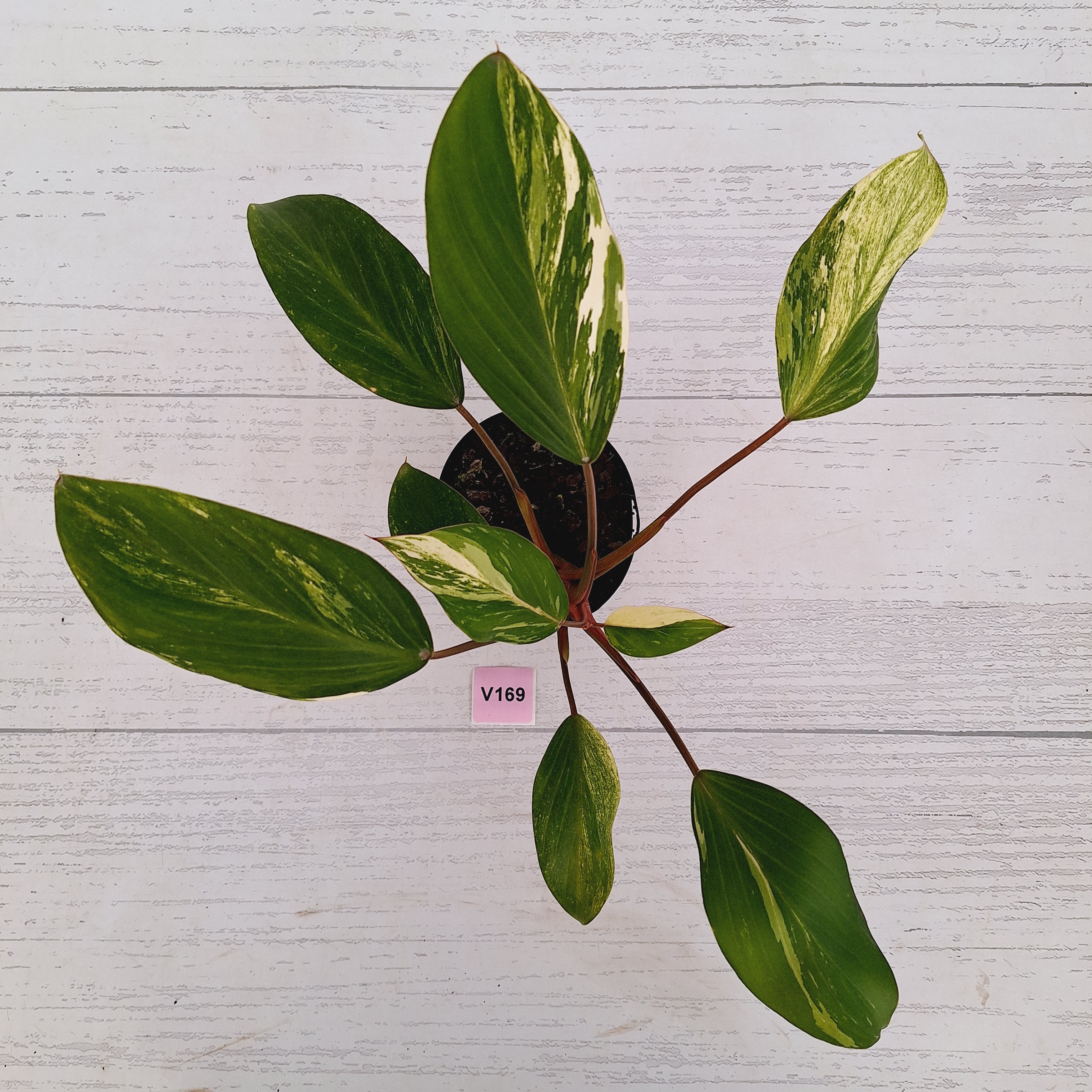 Homalomena Tropical Green Variegata -sale