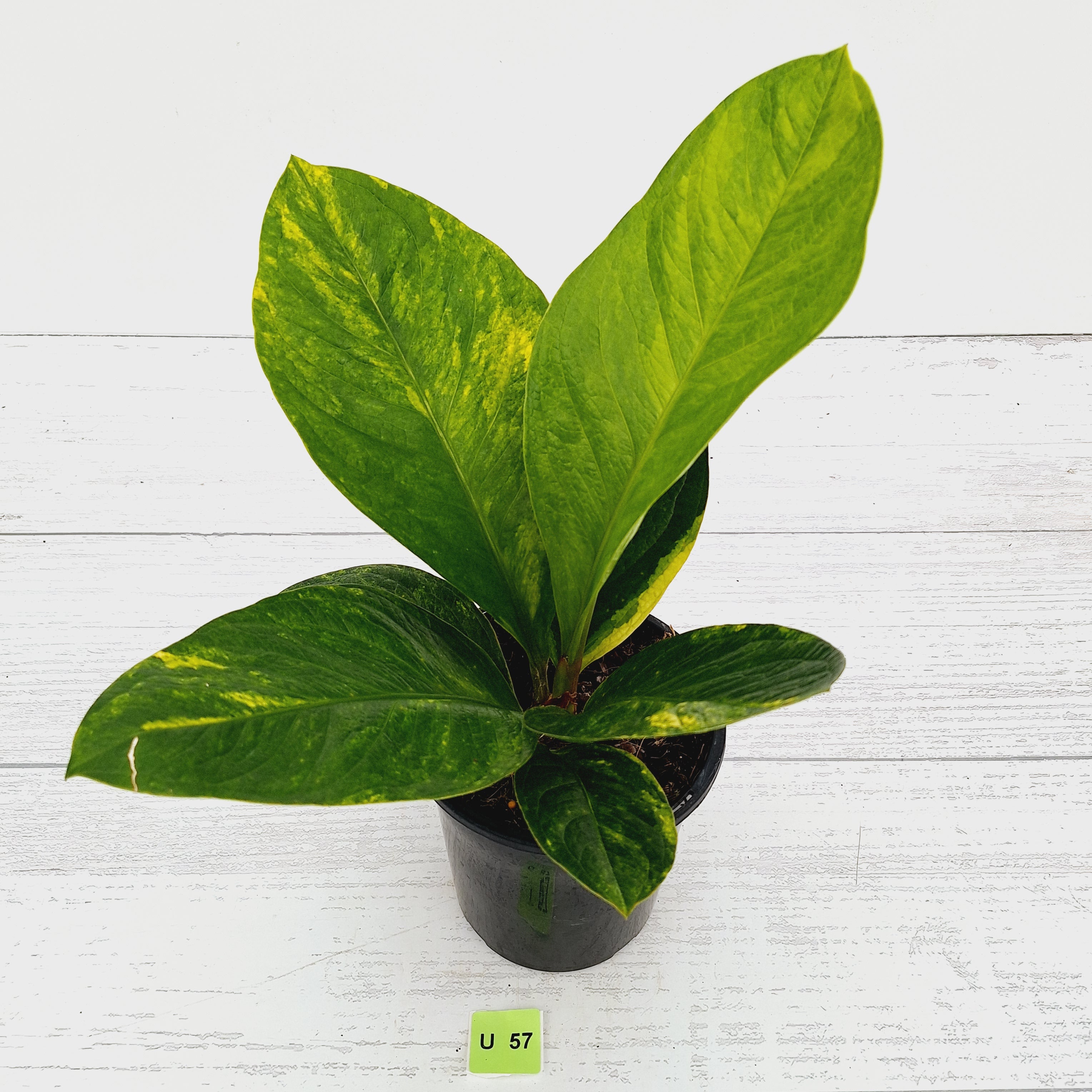 Anthurium jenmanii Variegata