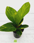 Anthurium jenmanii Variegata