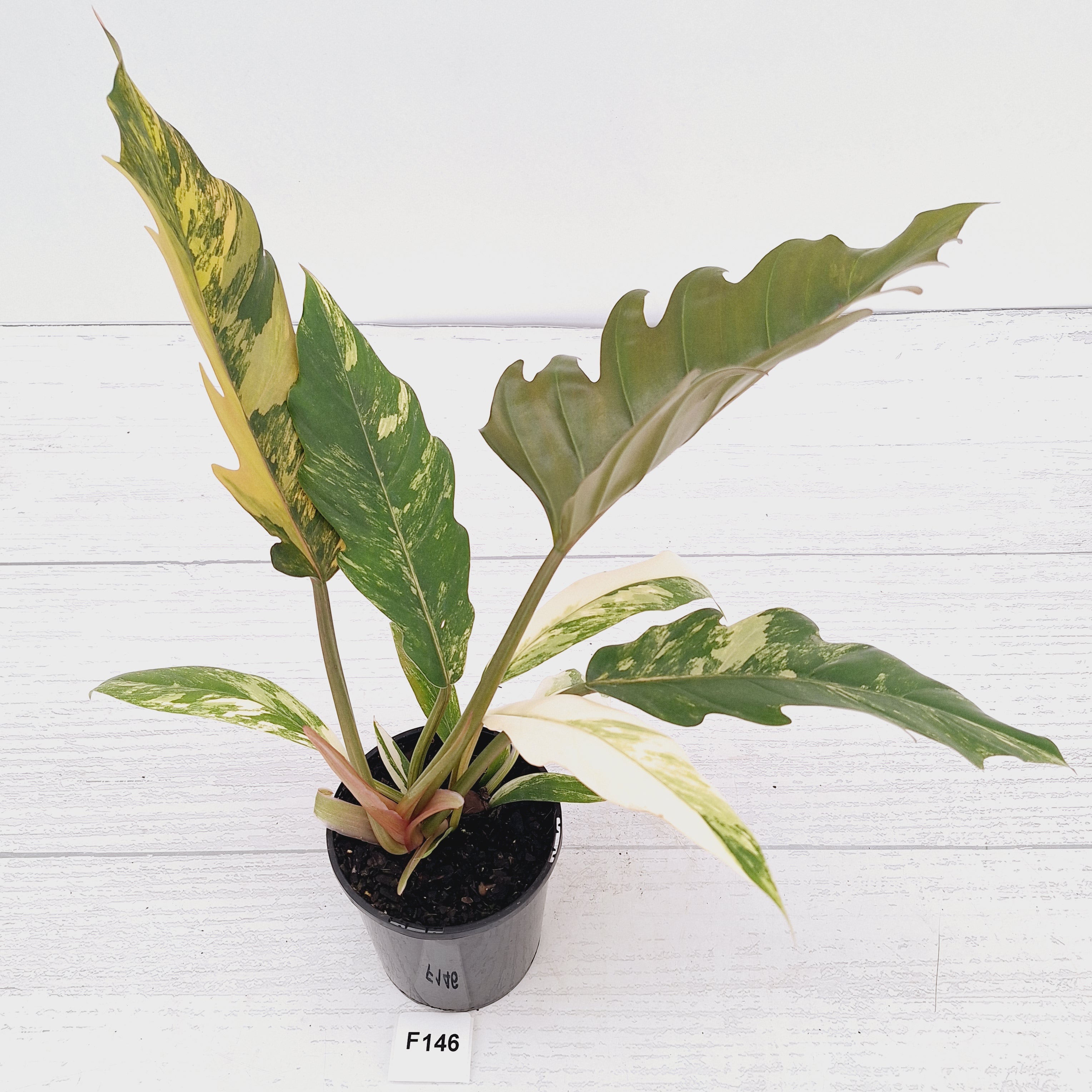 Philodendron serratum Caramel Marble