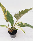 Philodendron serratum Caramel Marble