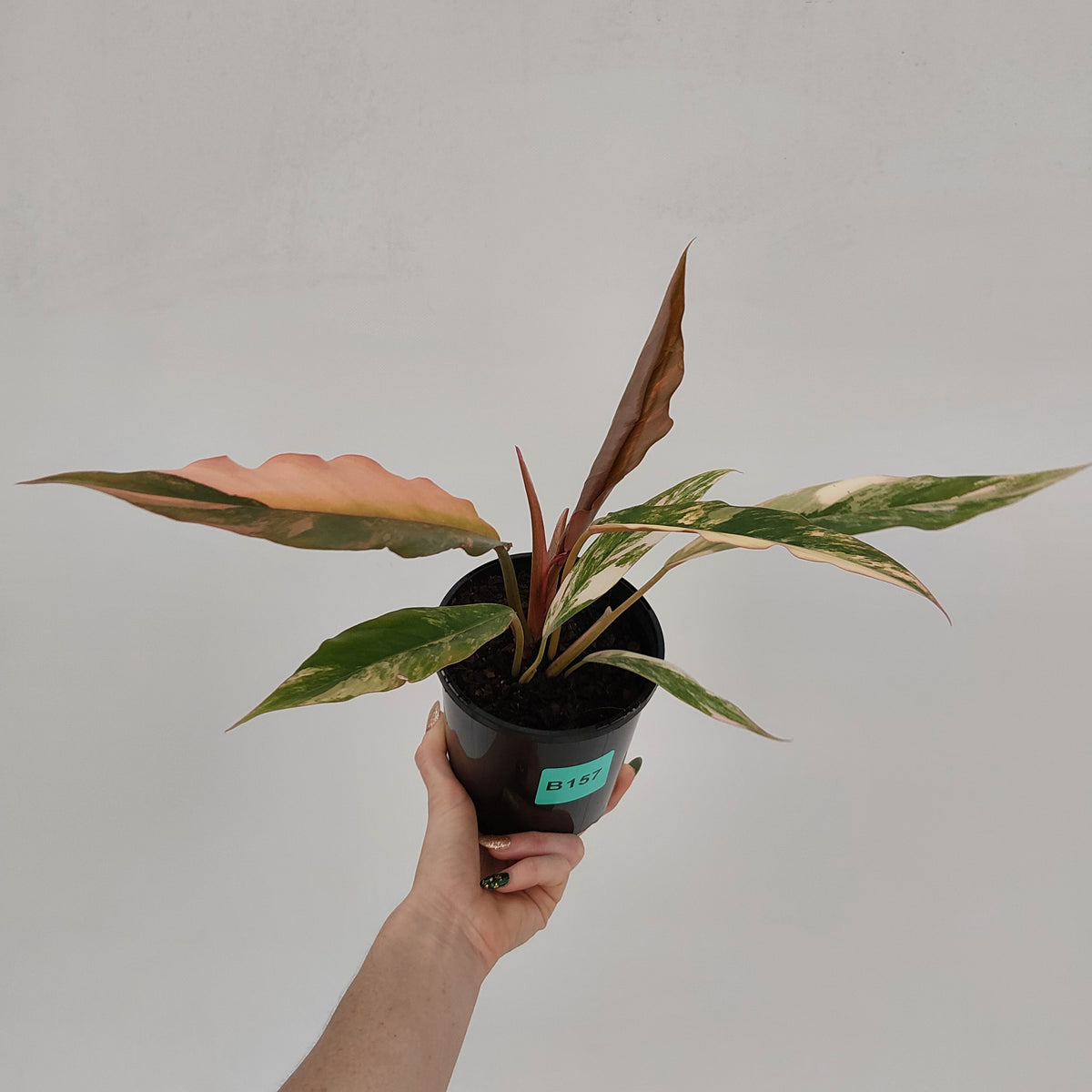 Philodendron serratum 'Caramel Marble' -flash sale
